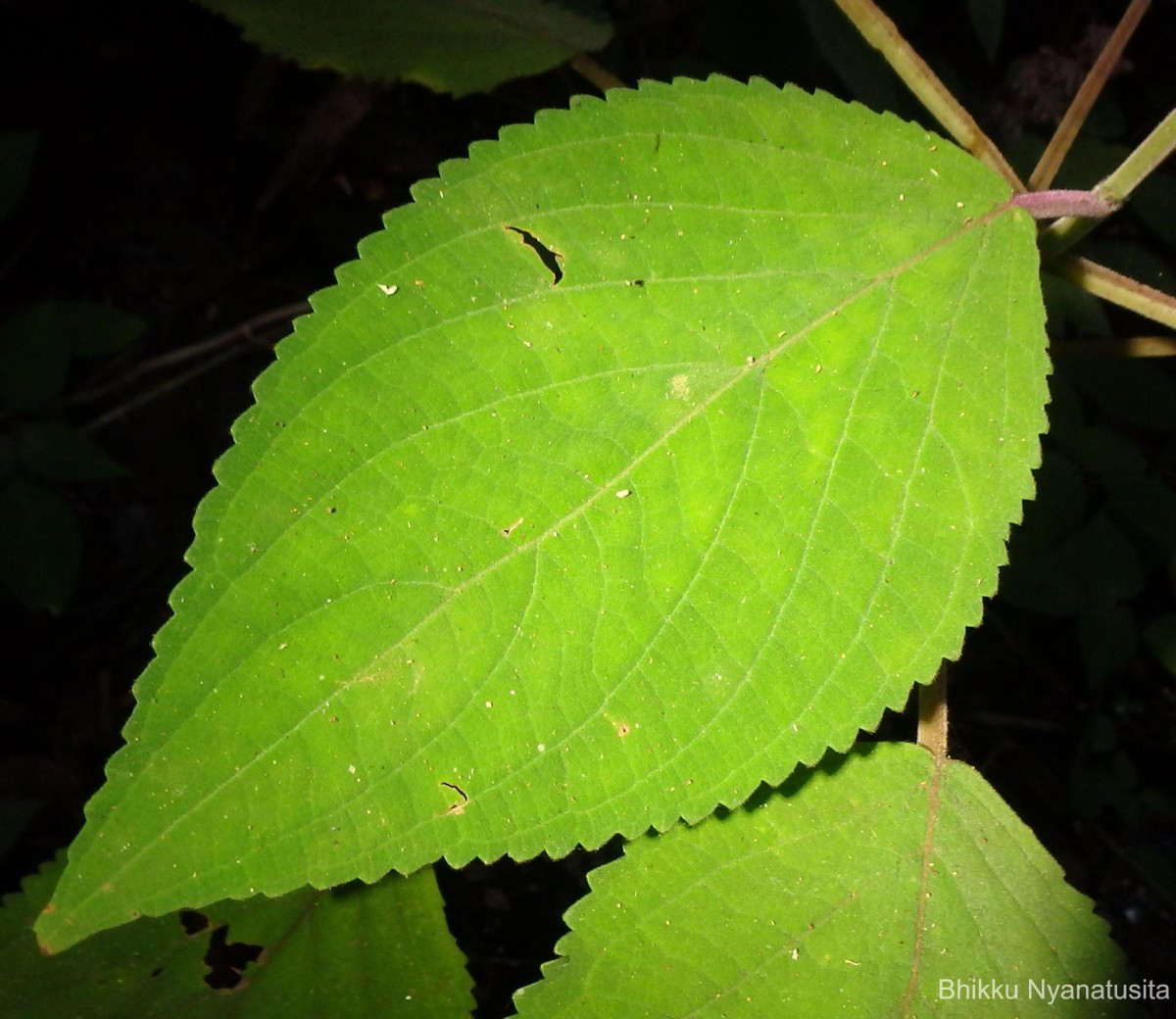 Coleus kanneliyensis L.H.Cramer & S. Balas.